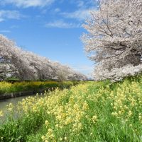 川越観光　桜のお花見で隠れた名所「新河岸川の国道１６号付近」
